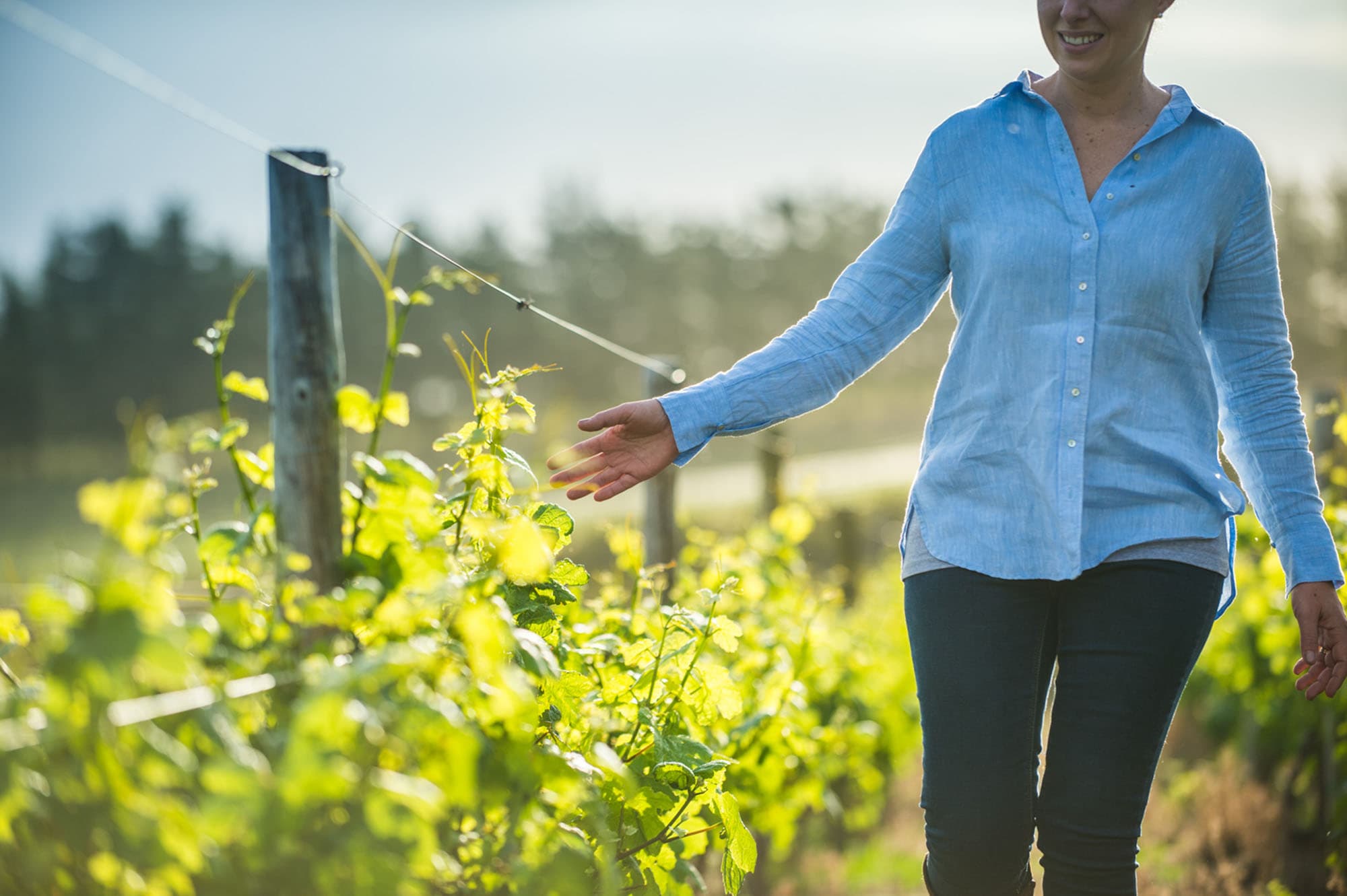 Bosman Family Vineyards