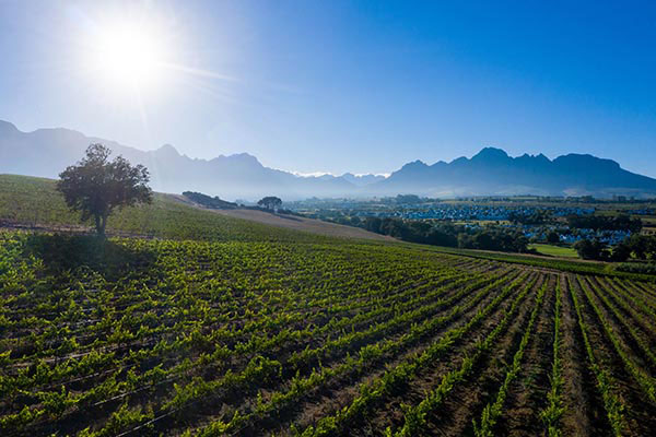 Kleine Zalze Restaurant