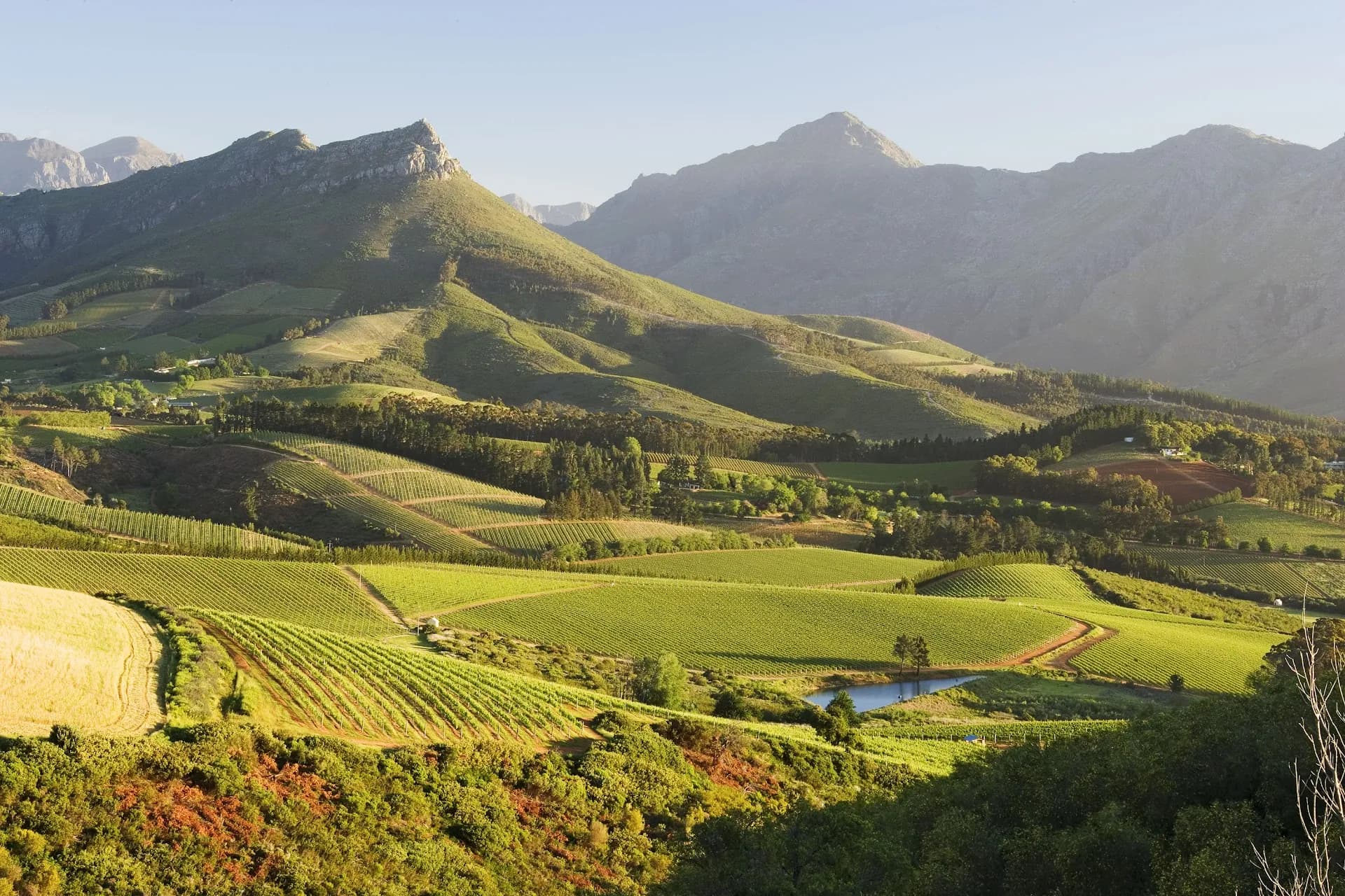 Western Cape vineyards at golden hour