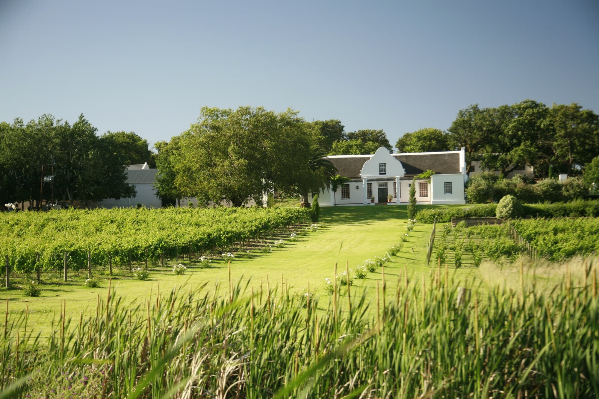 Vondeling Wines