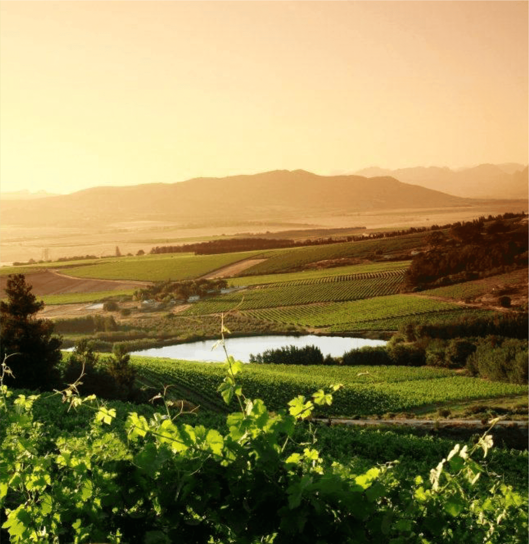 Vrymansfontein by Vondeling Wines