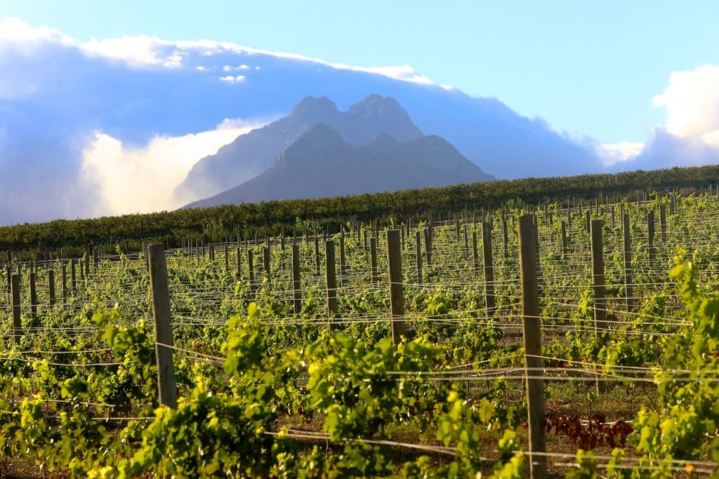 L'Avenir Wine Estate