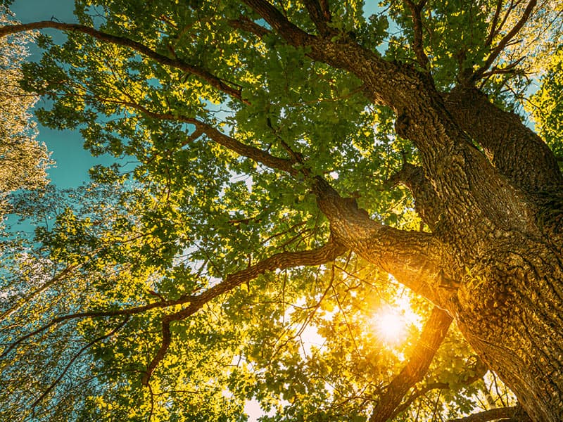 Chardonnay Deli Constantia