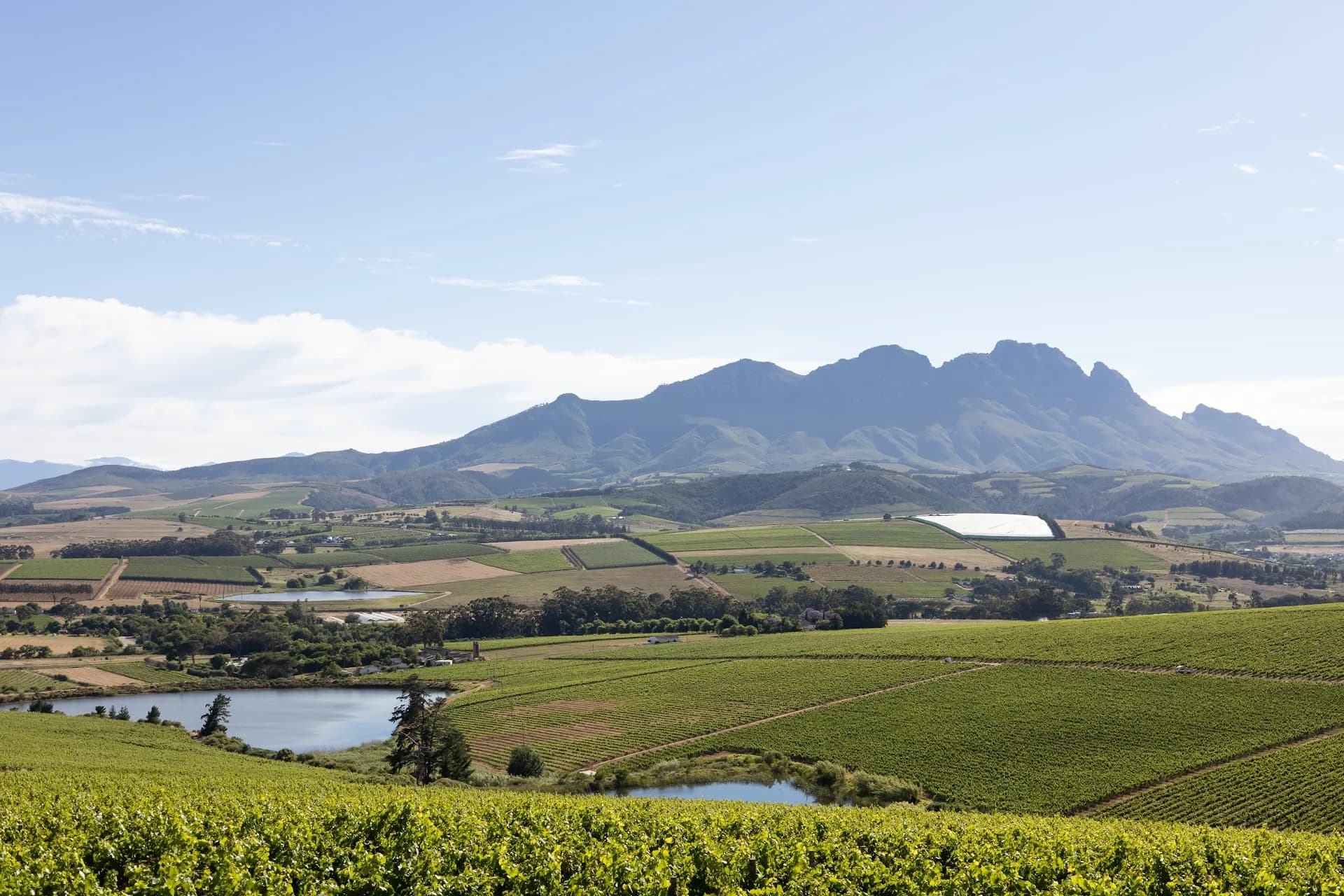 Simonsig Wine Estate, Stellenbosch