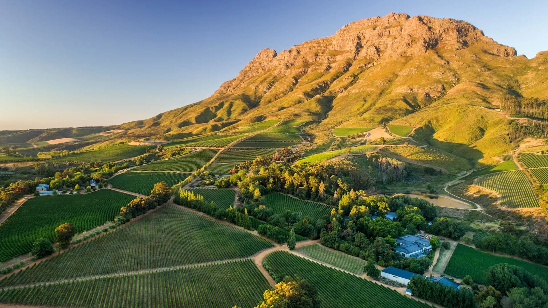 Thelema Mountain Vineyards, Stellenbosch