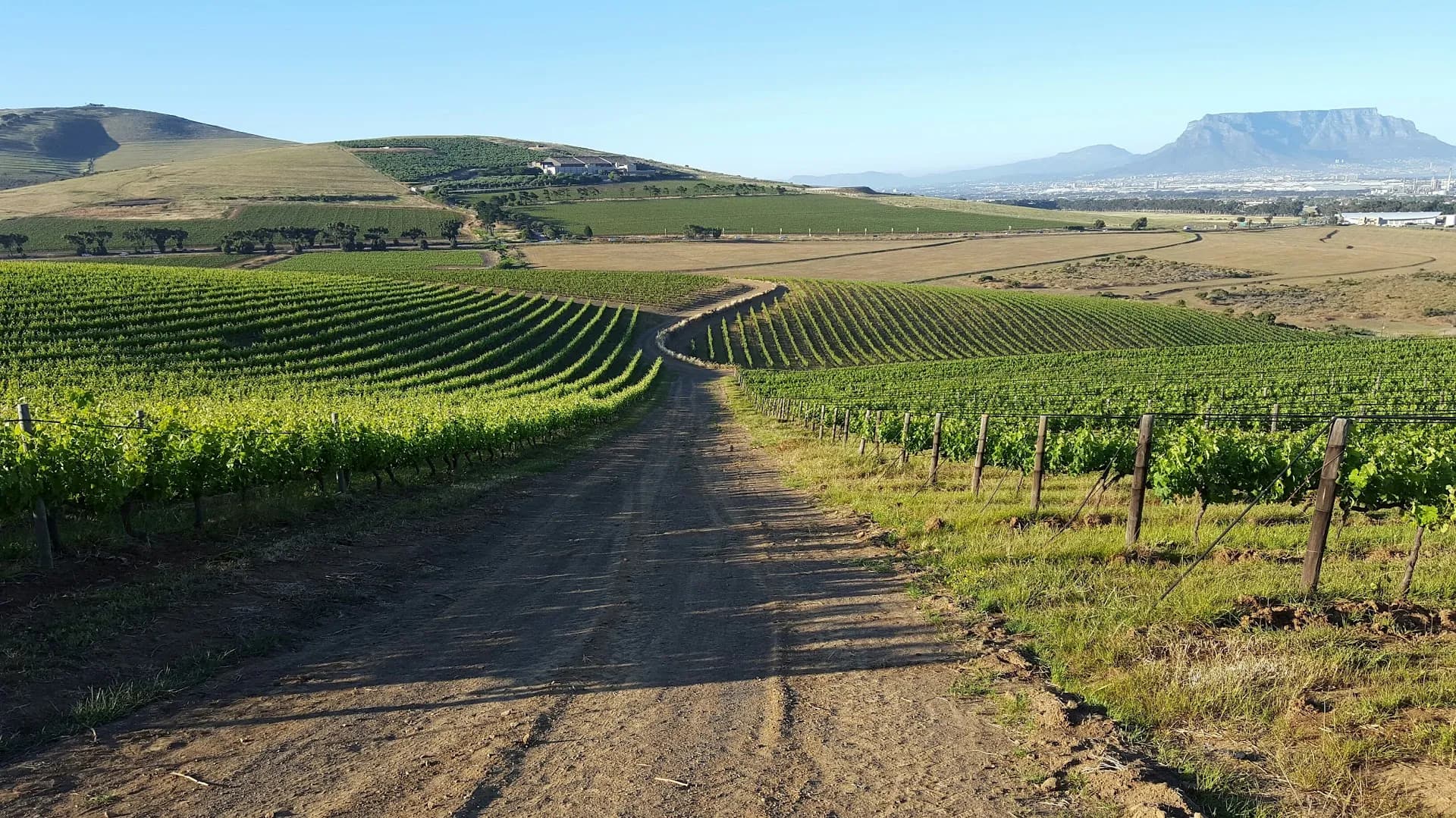 Mellish Family Vineyards, Durbanville